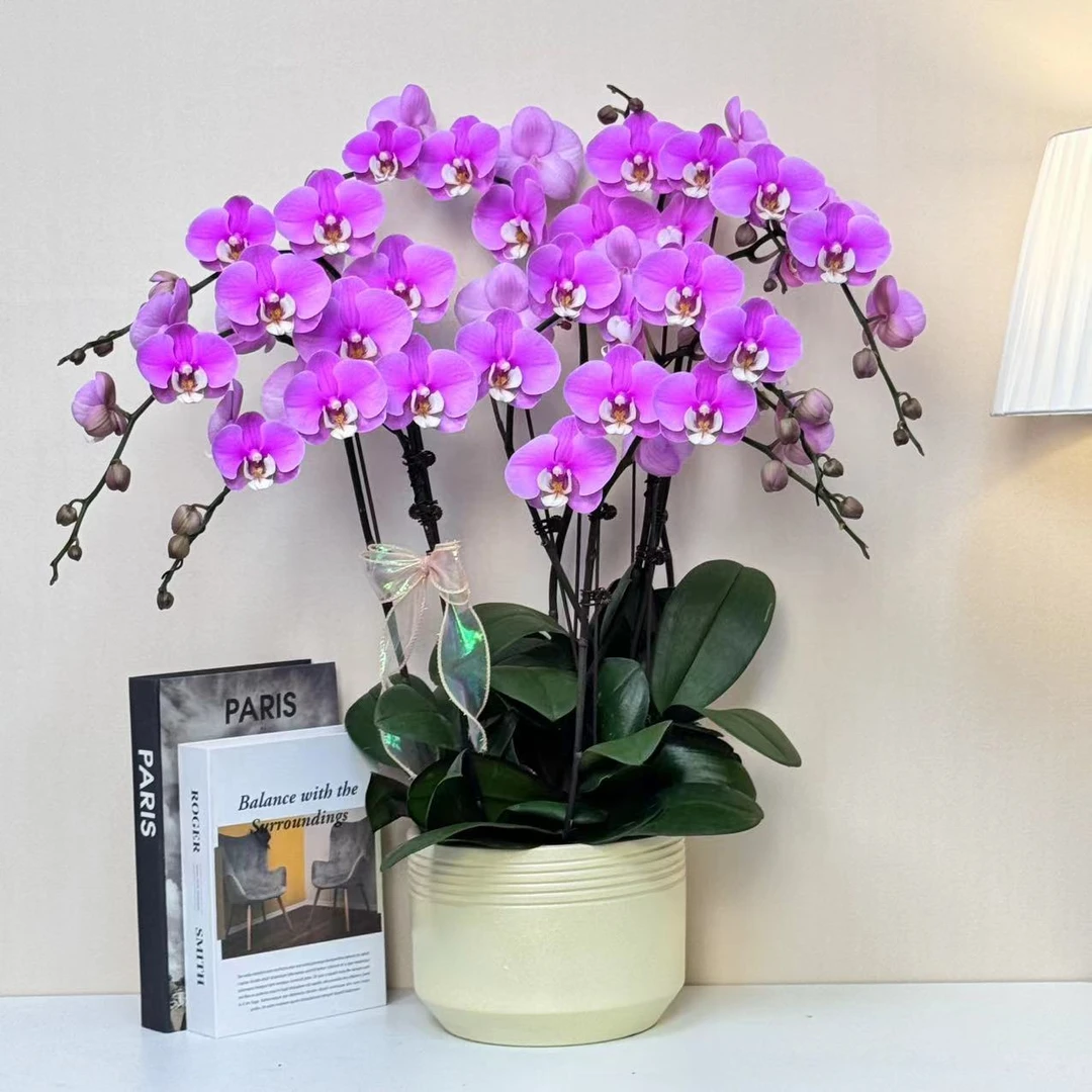 多彩优选（安娜）欧品高颜值大盆贵货蝴蝶兰鲜花室内送礼高端花卉.