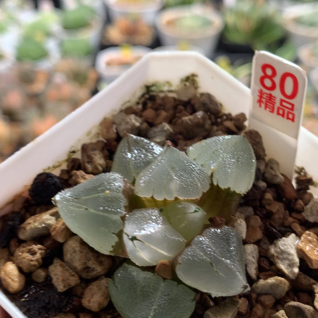 以实际为准80冰鸾玉