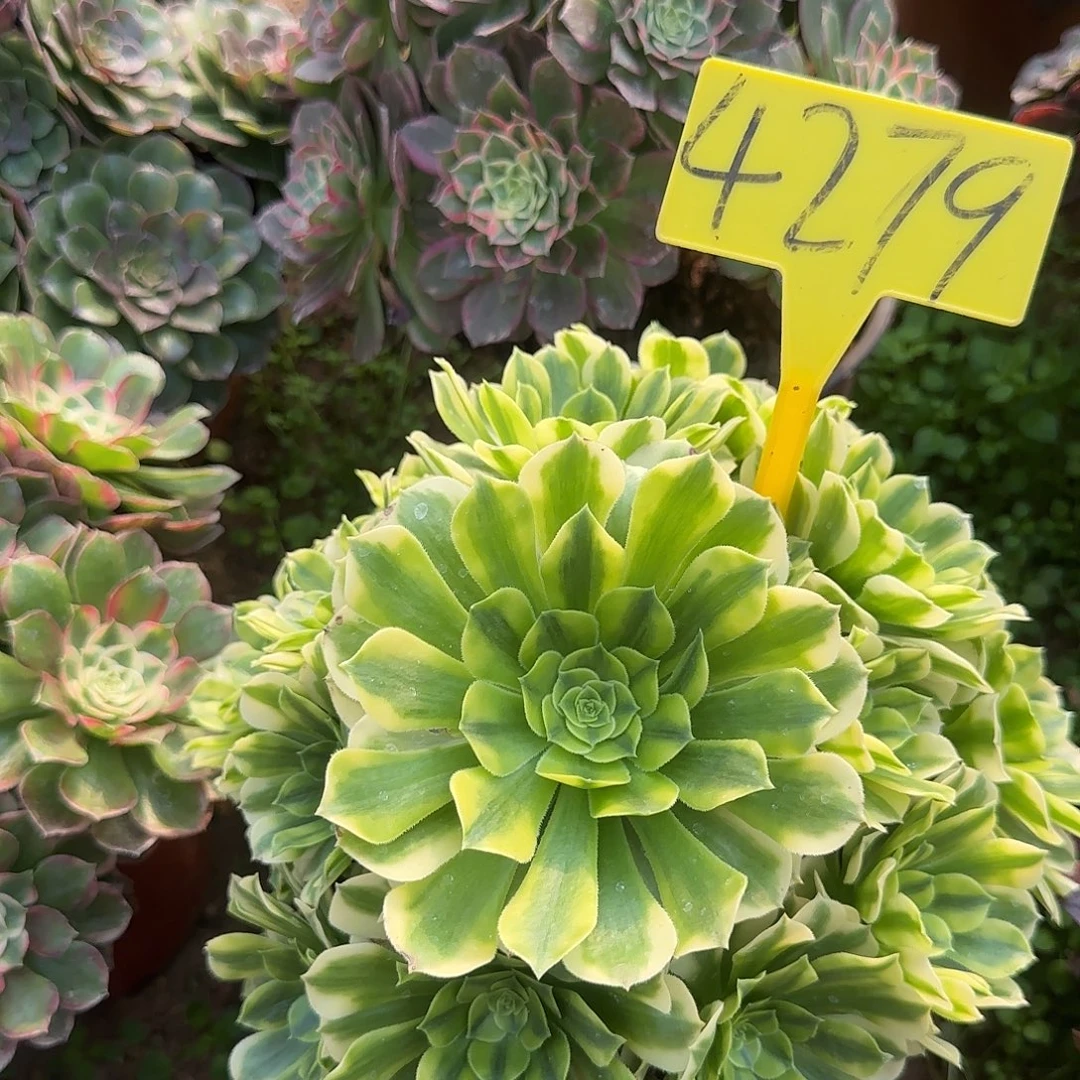 4279+++金丝翡翠多肉