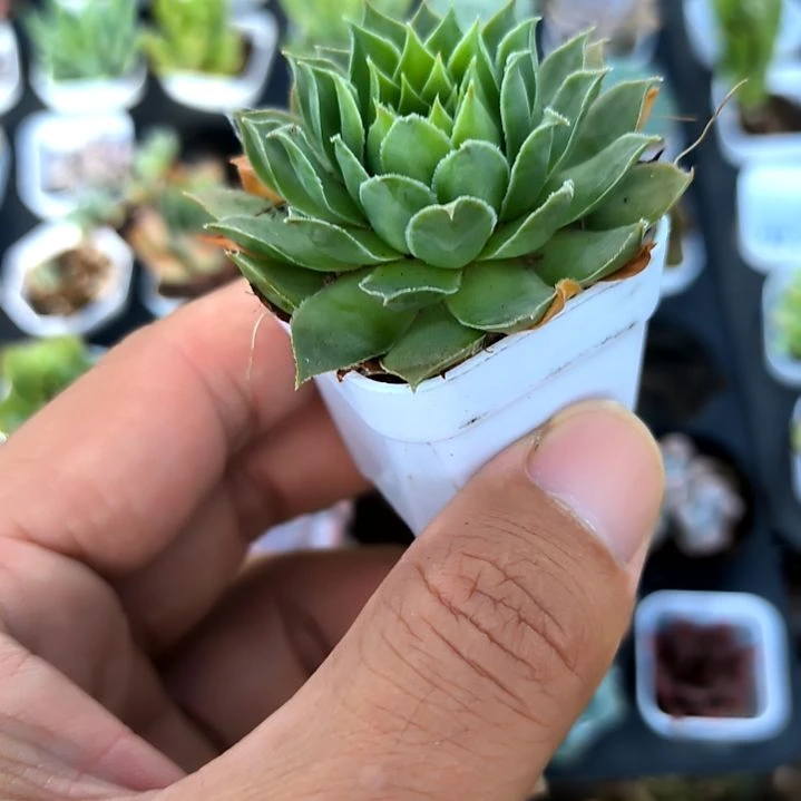 观音莲，满5元包邮