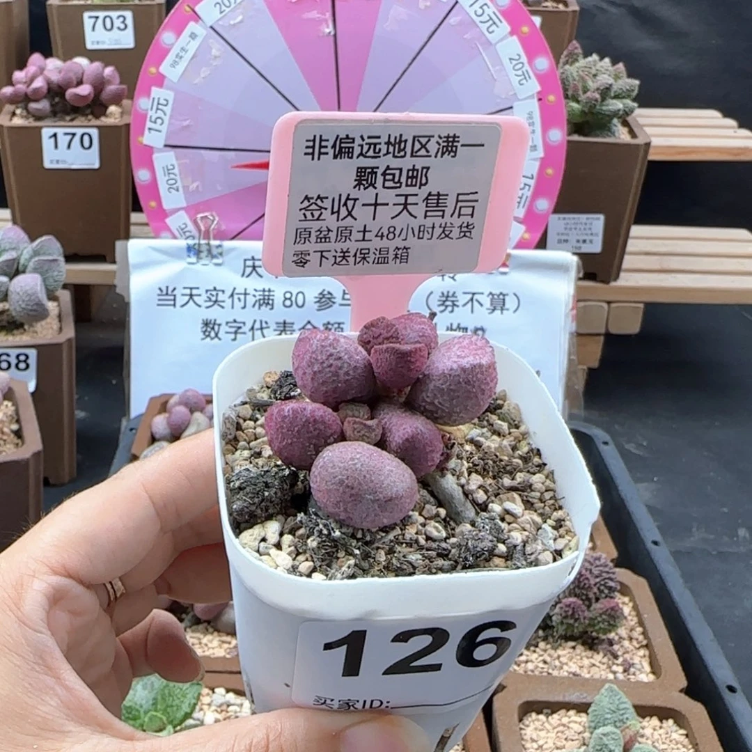 126夏娃多肉植物