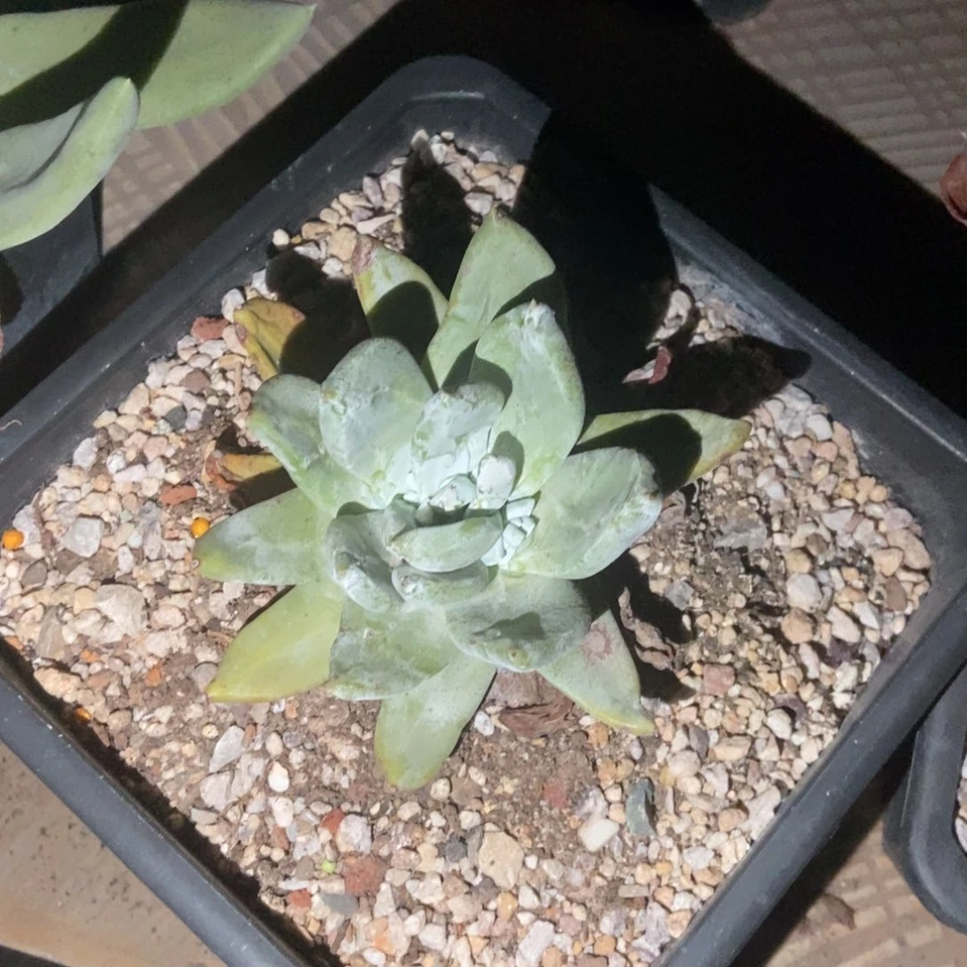帕翠莎多肉植物啦啦啦