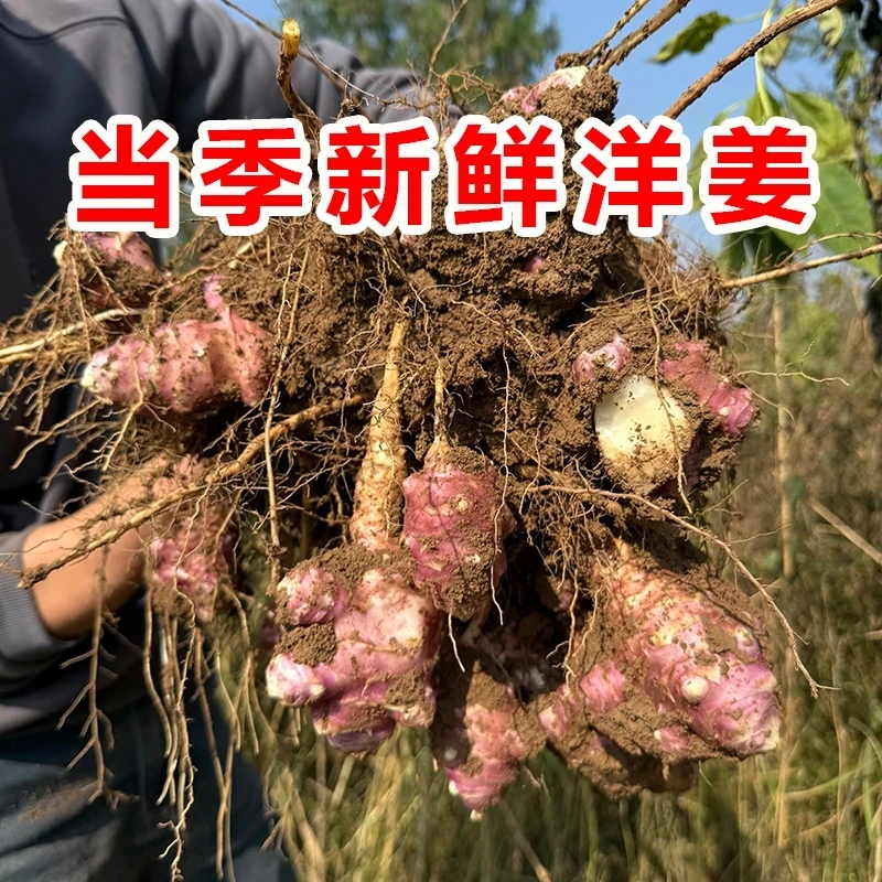 【达人专属】现挖农家助农当季红皮洋姜脆嫩新鲜红皮洋姜5/8斤装