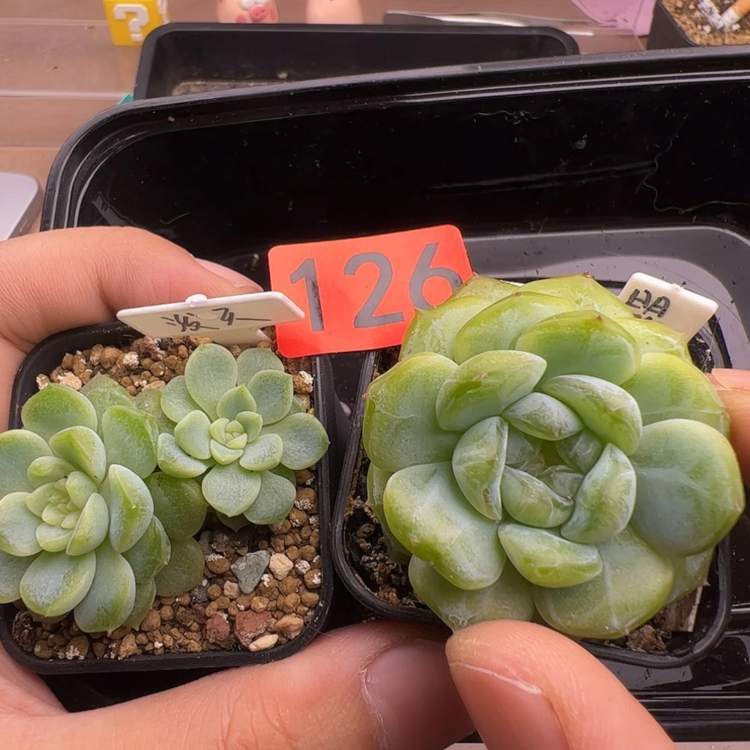 双头泼天和明某126福利