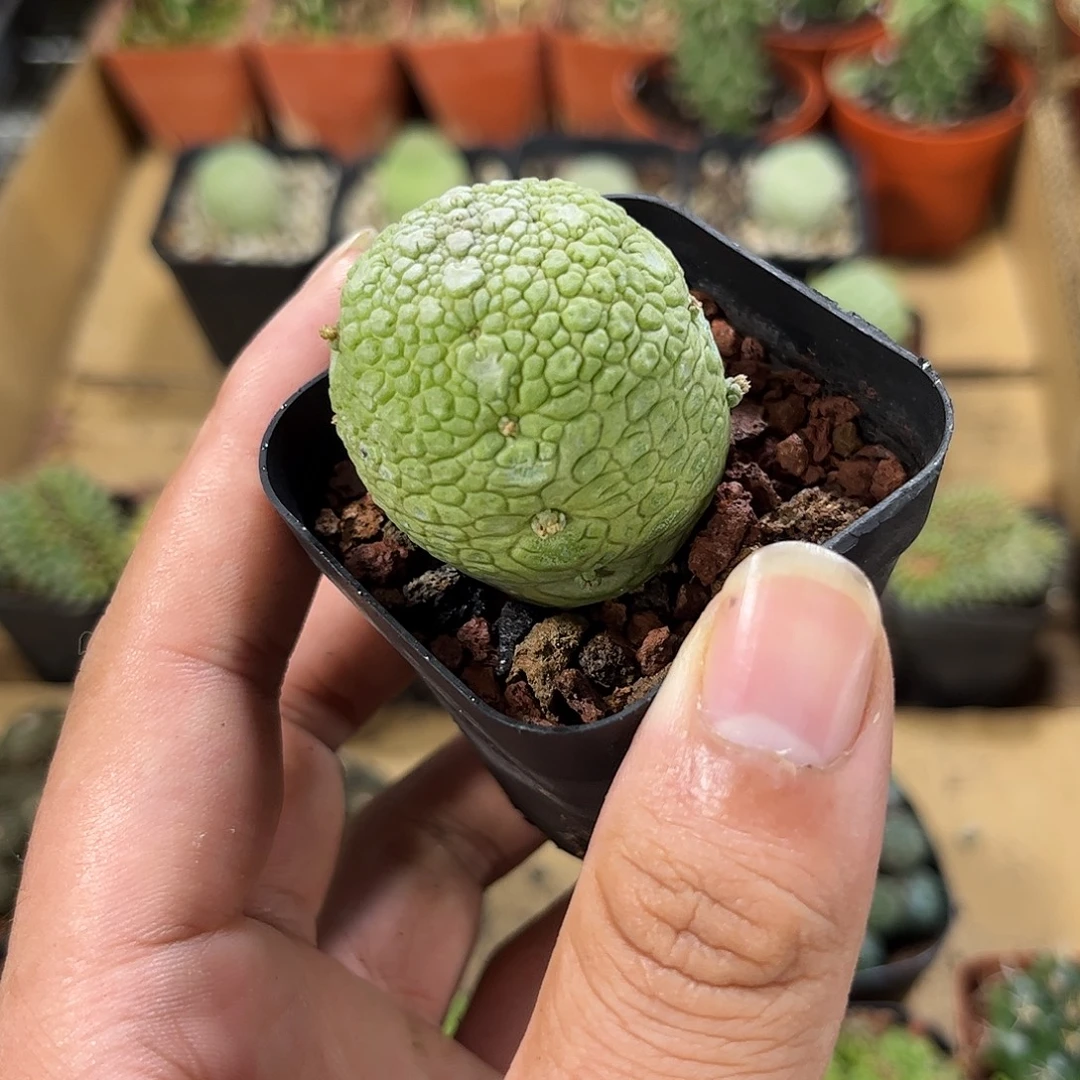 凝蹄玉单头发货有根