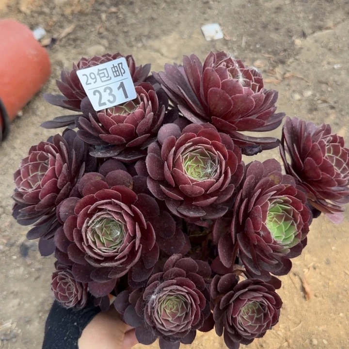 黑魔……多肉植物……