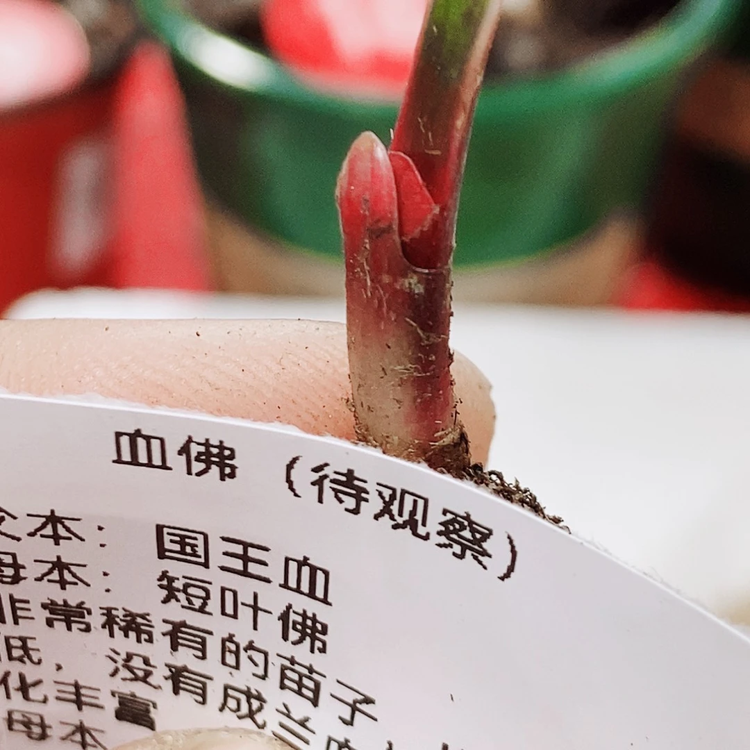 姓***叔完全开放健健康康快快乐乐