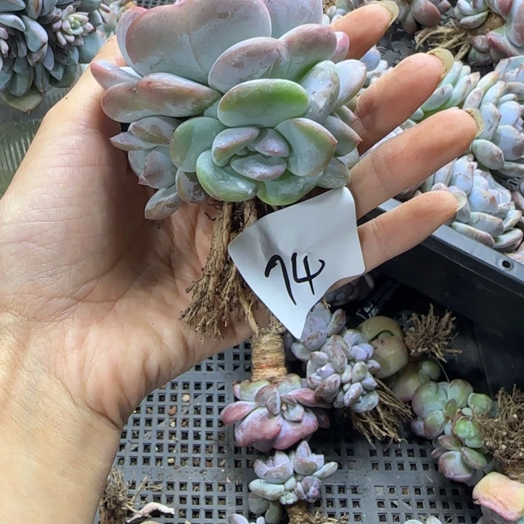 星影5头一物一拍74