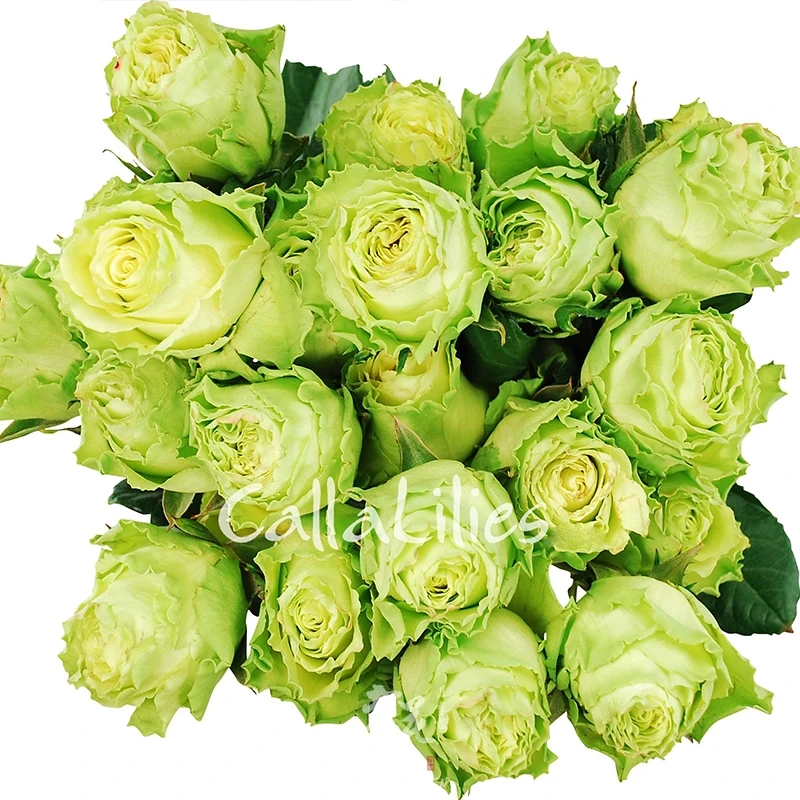 老花痴 凌波 切花耐热月季玫瑰绿植花卉盆栽阳台地栽花苗庭院多季