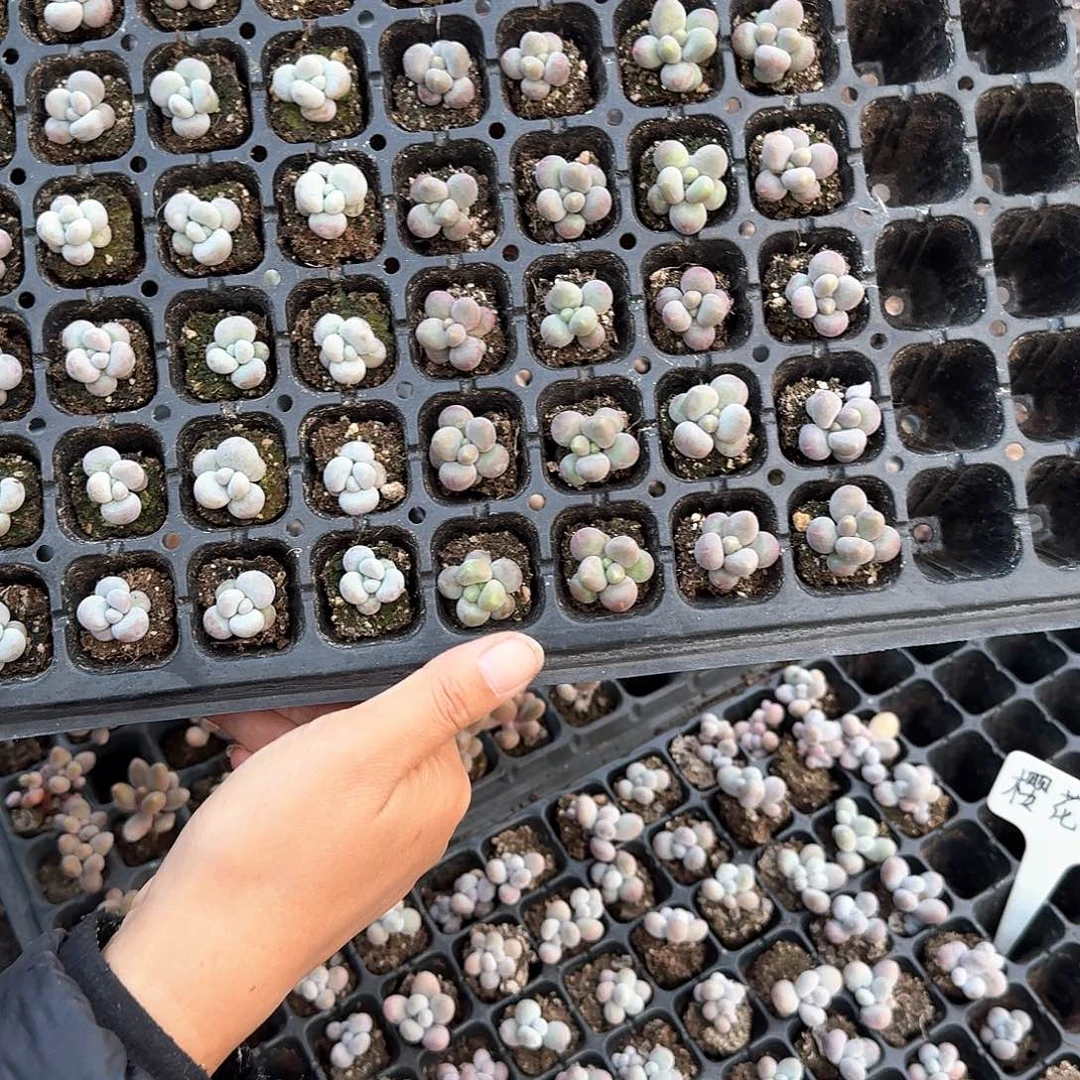 张张一物一拍专拍