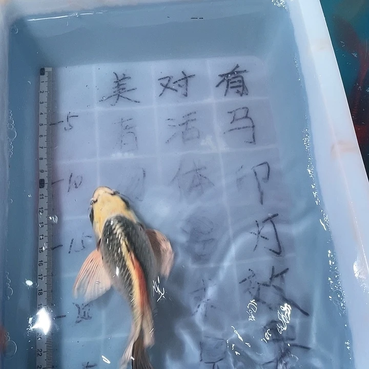 小***蕊蝴蝶鲤鱼渔场直发鱼缸
