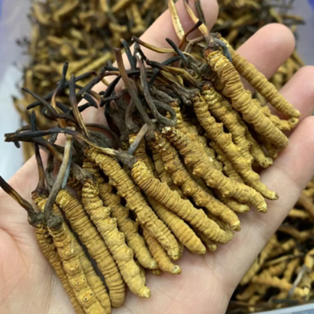 【50根定向】干冬虫夏草2025年新货晒干虫草顺丰包邮