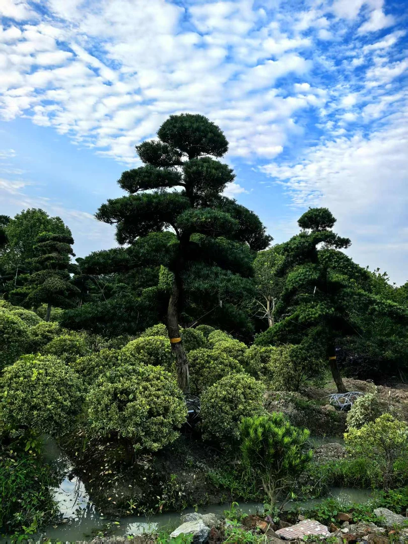 罗汉松地景造型树庭院四季常绿景观绿植