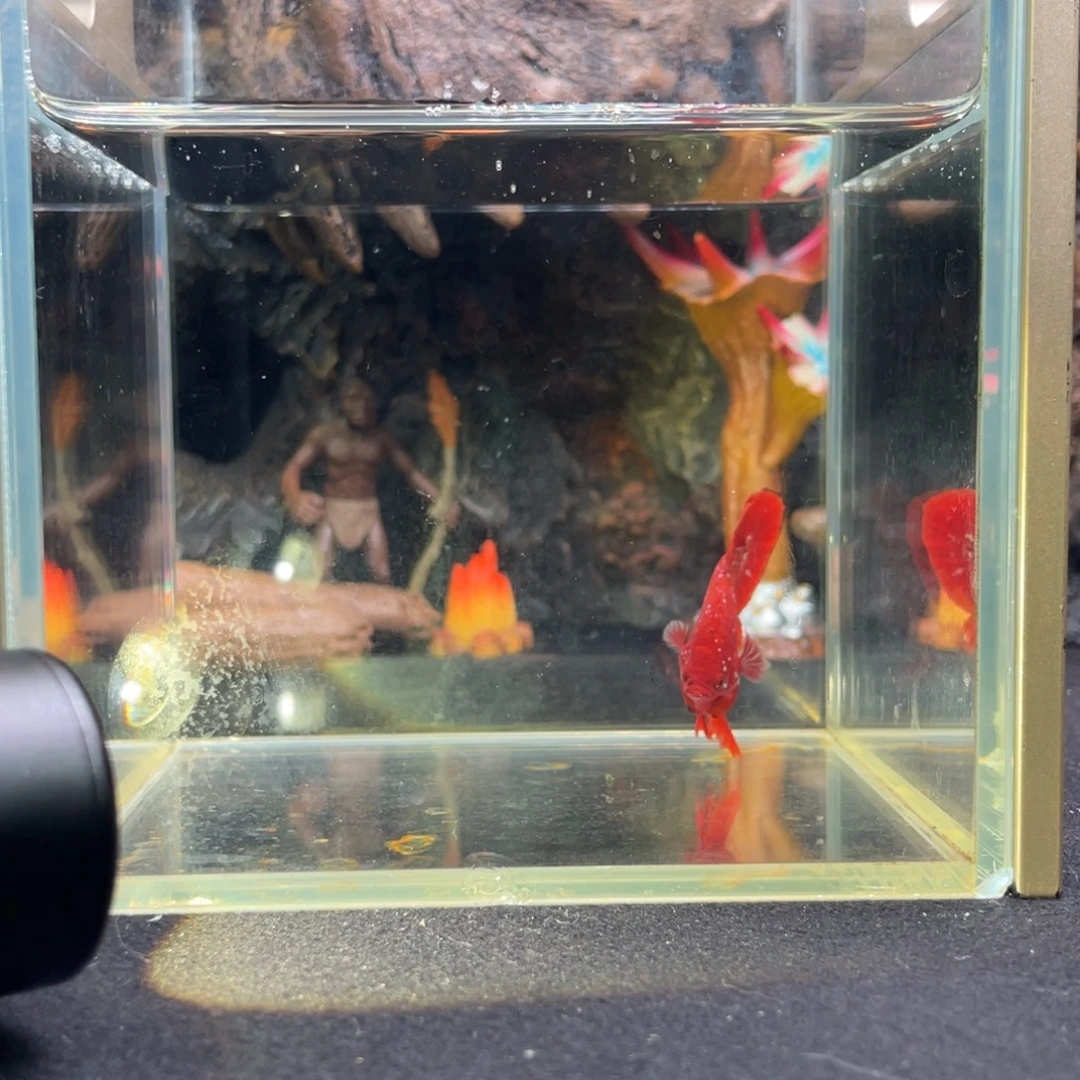 斗鱼十一月九日竞价