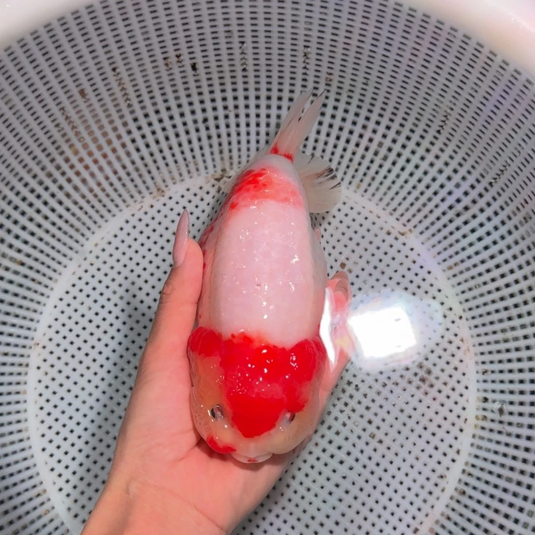 金鱼类不分公母16