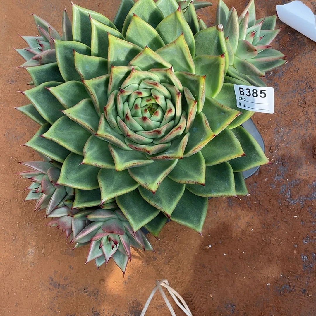 若如东云单拍B385