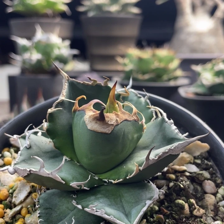 【闪购商品】立可白。   