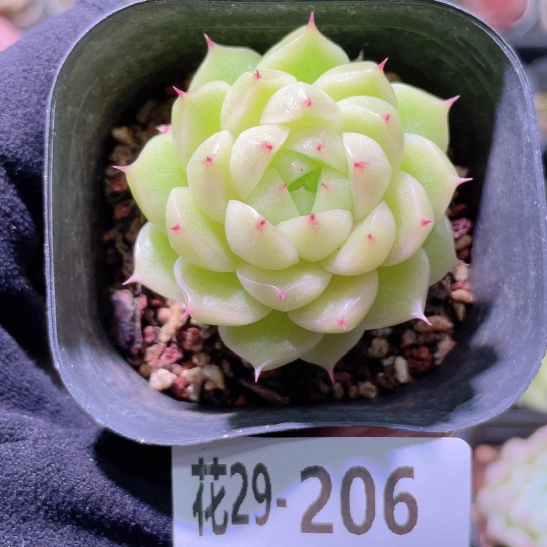 花利美29-206麦秆