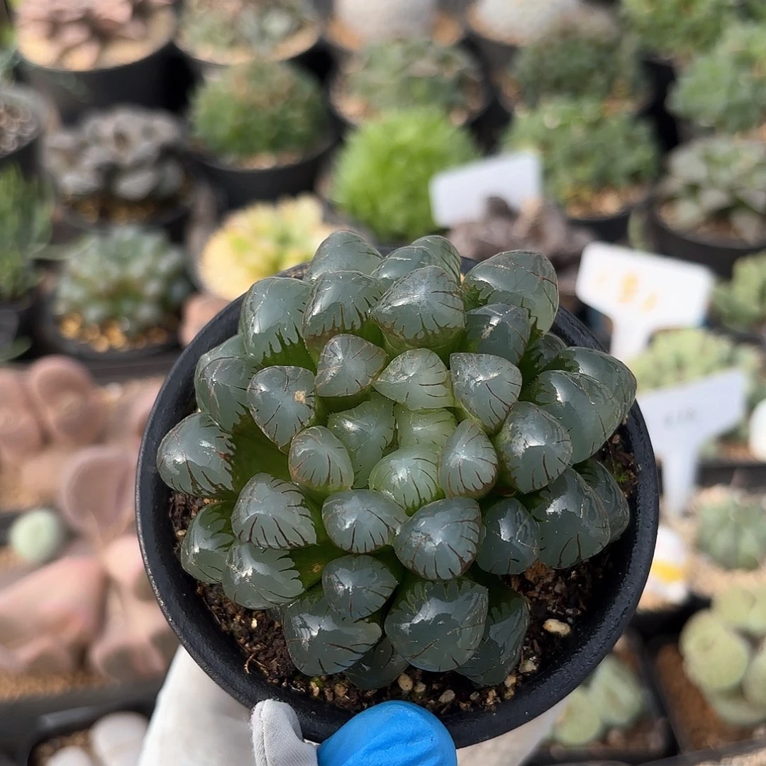 954 实生冰灯大母本 带盆土 有疤