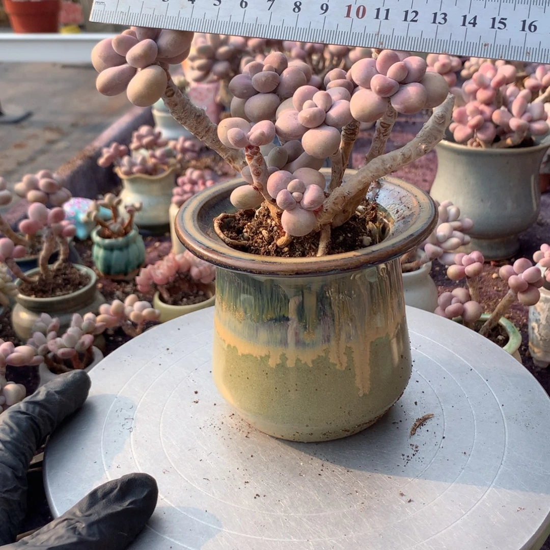 72号不带盆偏远地区不包邮的