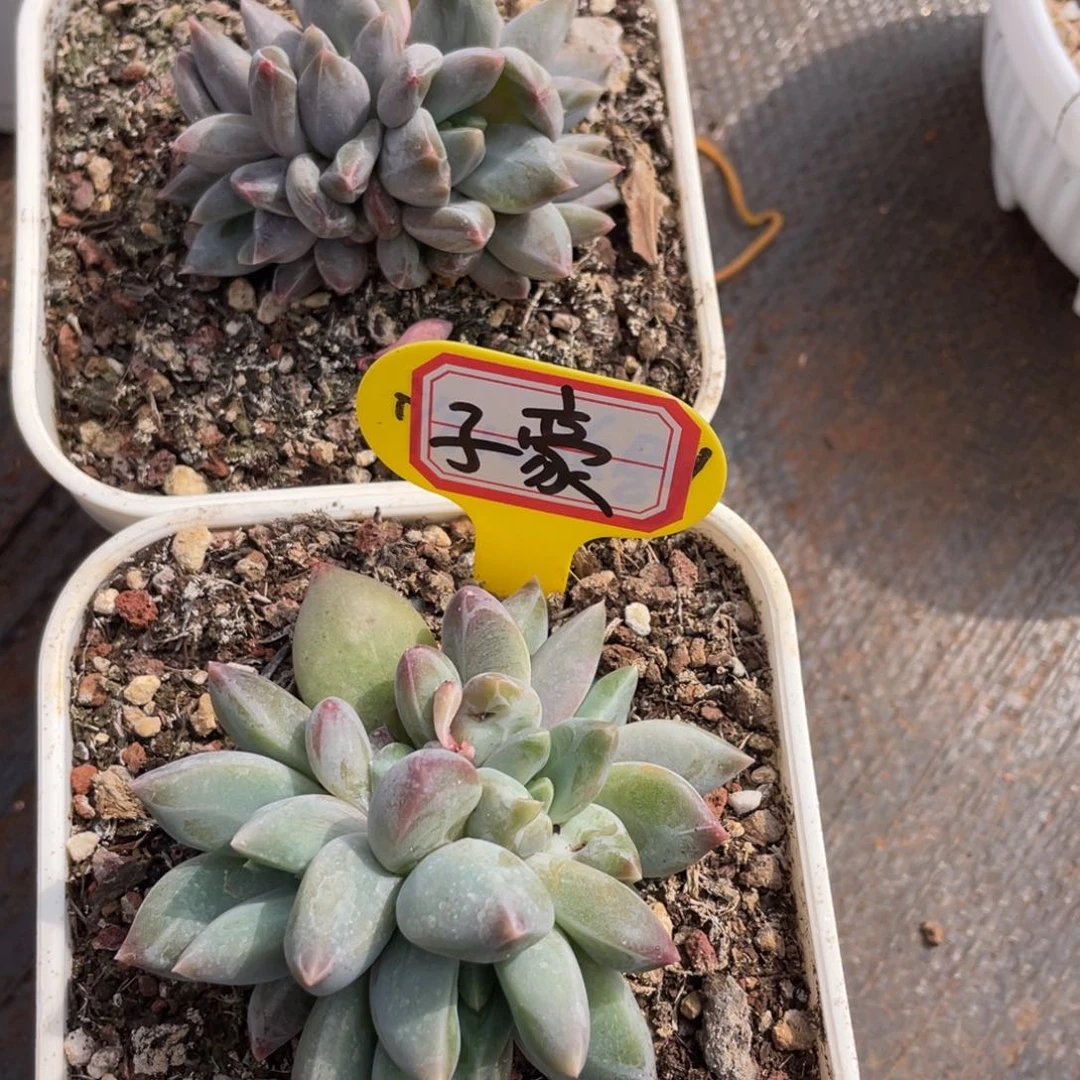 子**妈姐姐说她真的有男朋友