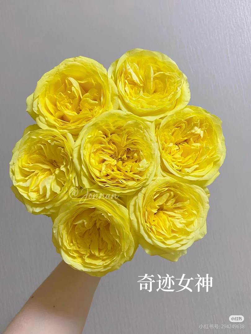 奇迹女神玫瑰 两单包邮一单或低温不拍保温冻坏不售后