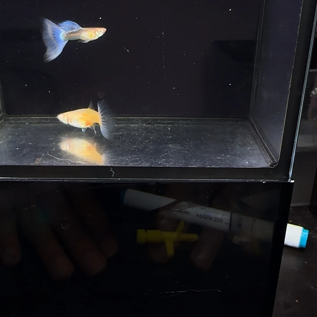 孔雀鱼欧意紫白一对