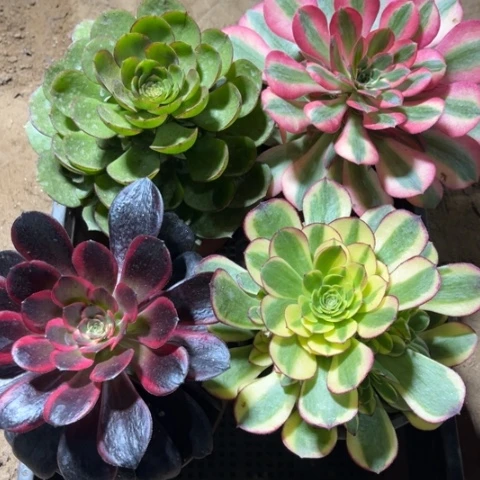 201多肉植物组合