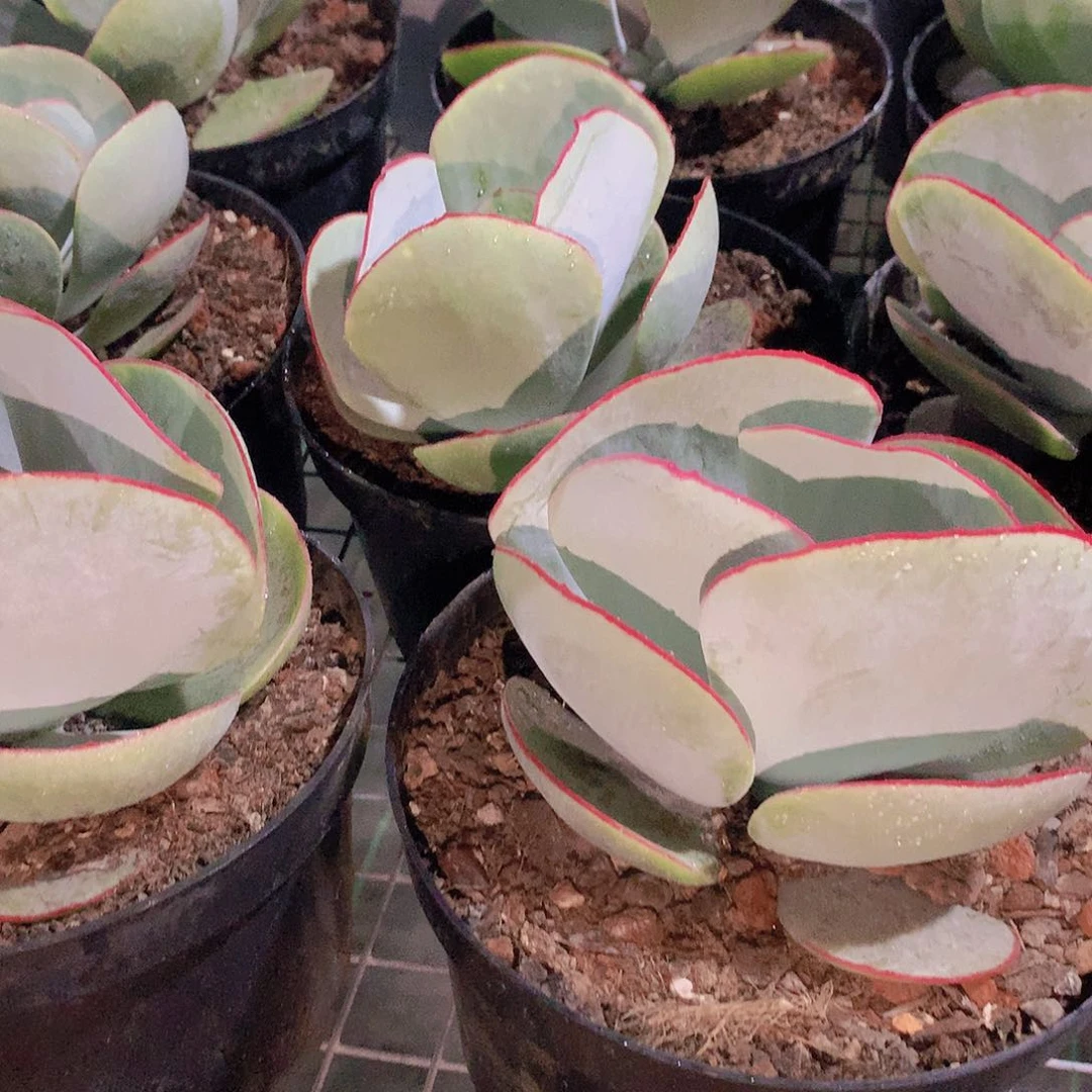 大号白眉2457789990000