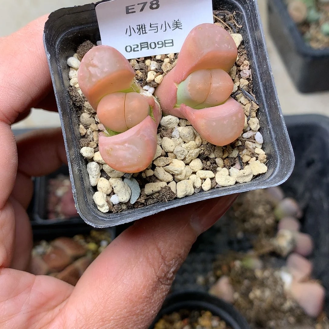 E78多肉植物保护研究所