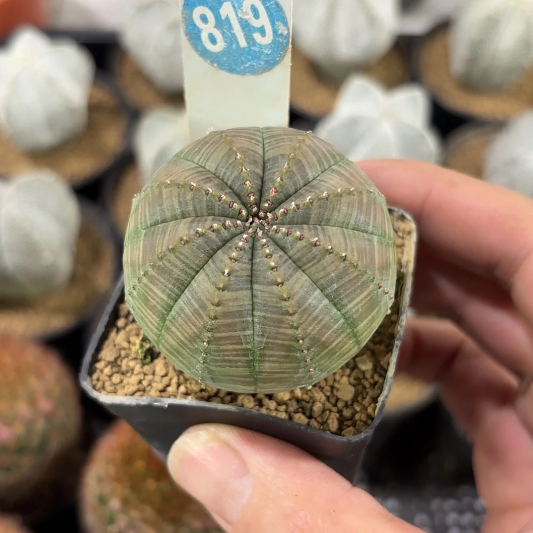 819欧版布纹球带盆带土发货