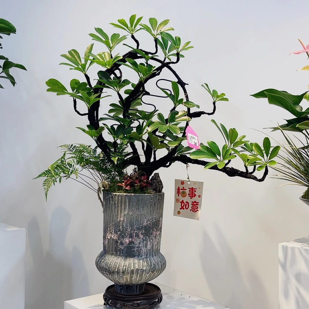 完全开放高端盆景