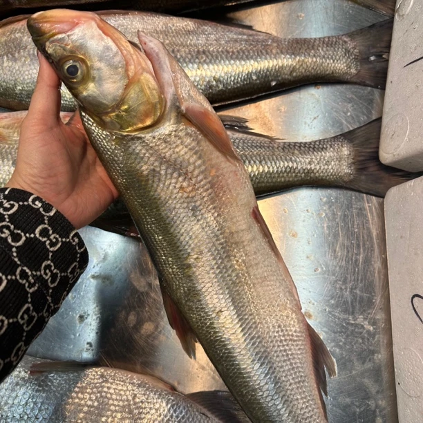 东北冷水翘嘴岛子（5斤以上一条）顺丰包邮鲜鱼速冻