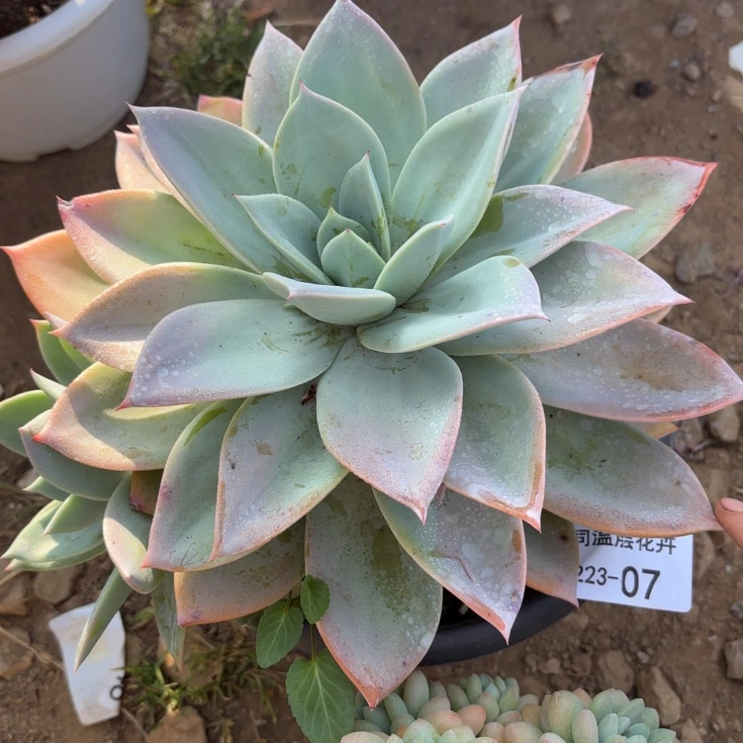 咯****.同温层多肉烟火07