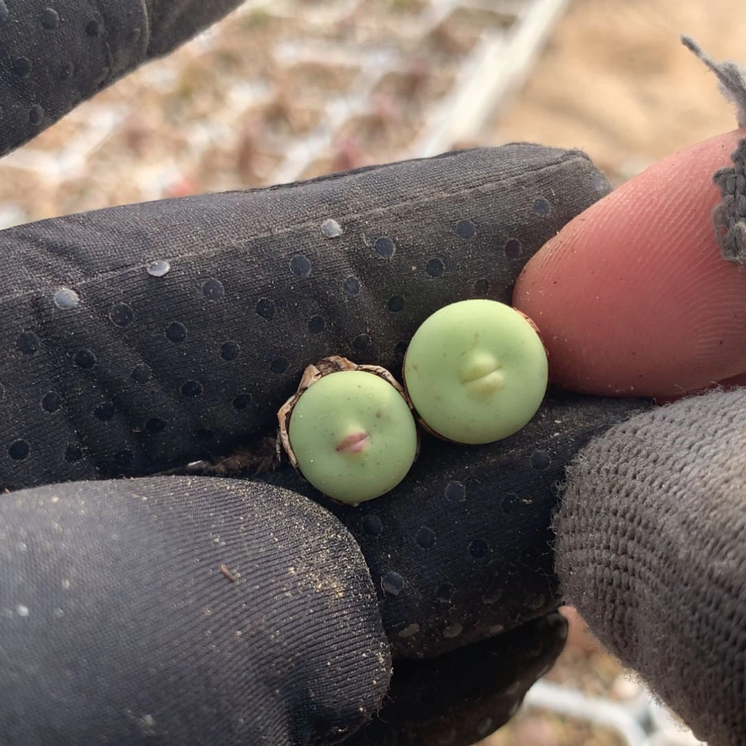 a749大型红嘴两颗