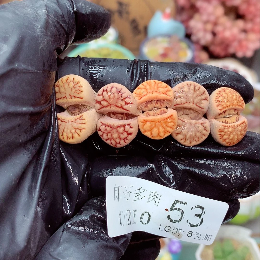 郎哥多肉生石花10-53