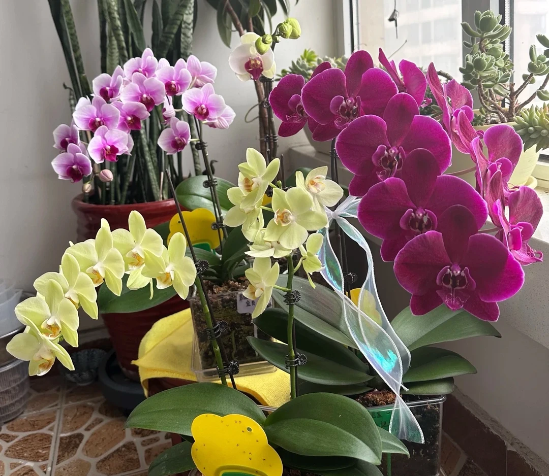 蝴蝶兰带剑《惊喜盲盒》3.0寸加高杯 苗子发货不带花/两颗包邮