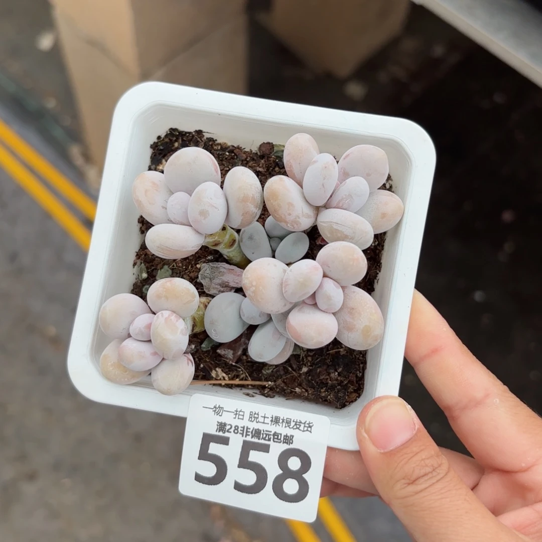 奶酪老桩无盆土发货