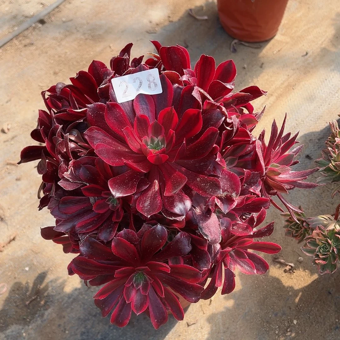 紫砂茶宠蒙娜丽莎228