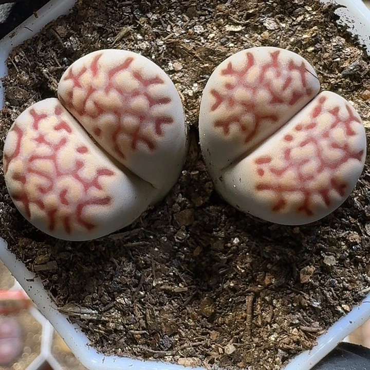 生石花111111。   182