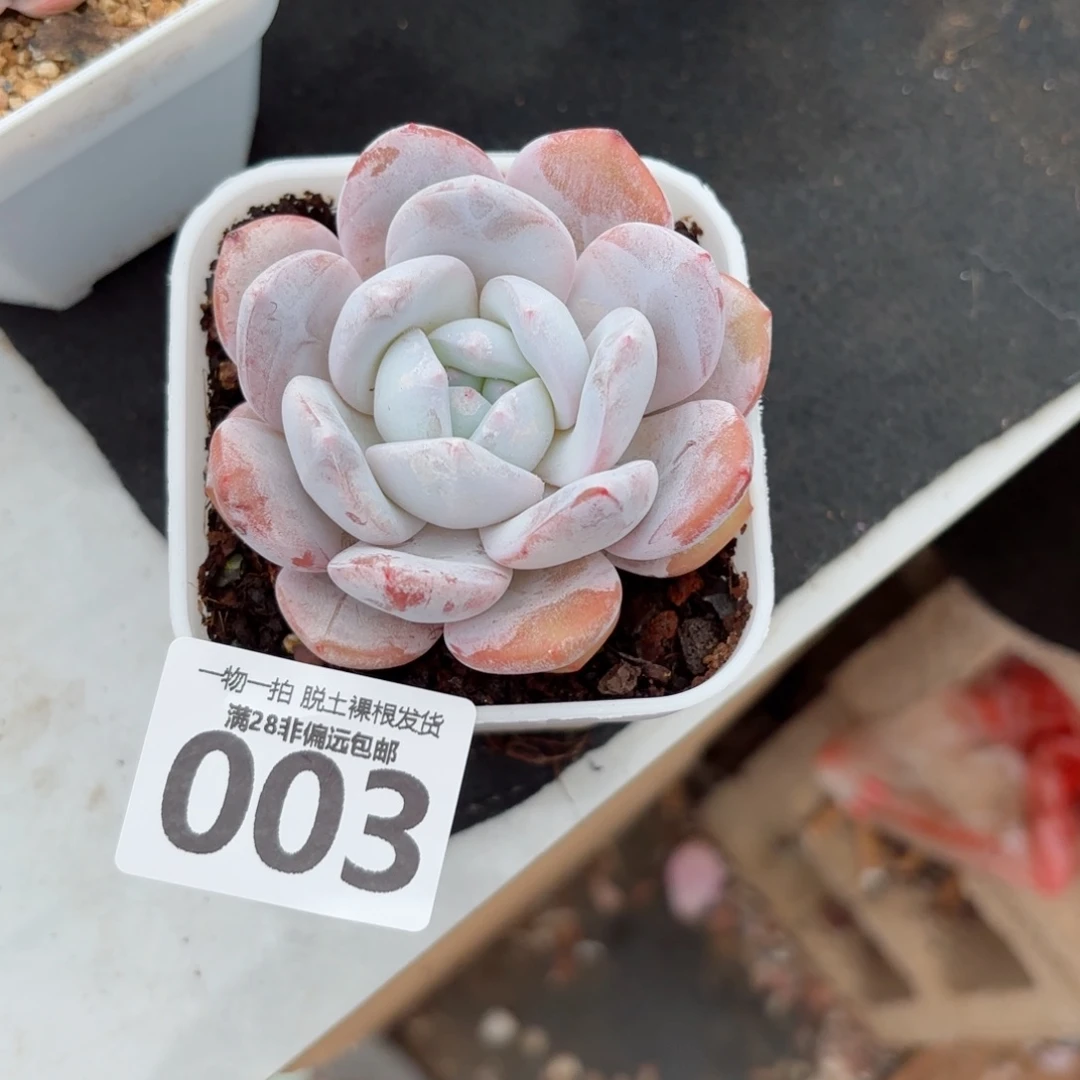 胖雪橙孤品无盆土发货