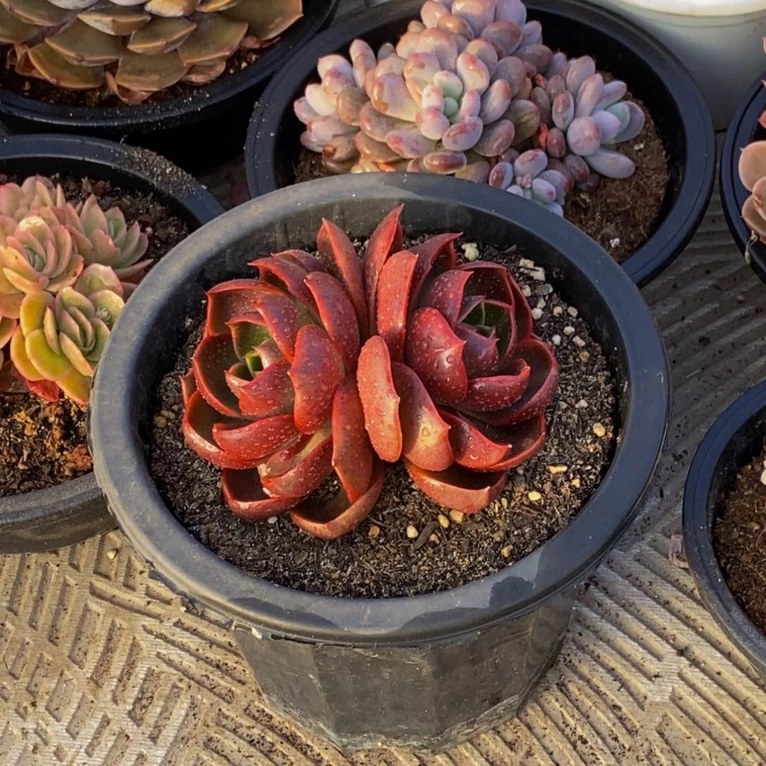 小*58包邮一物一拍多肉植物