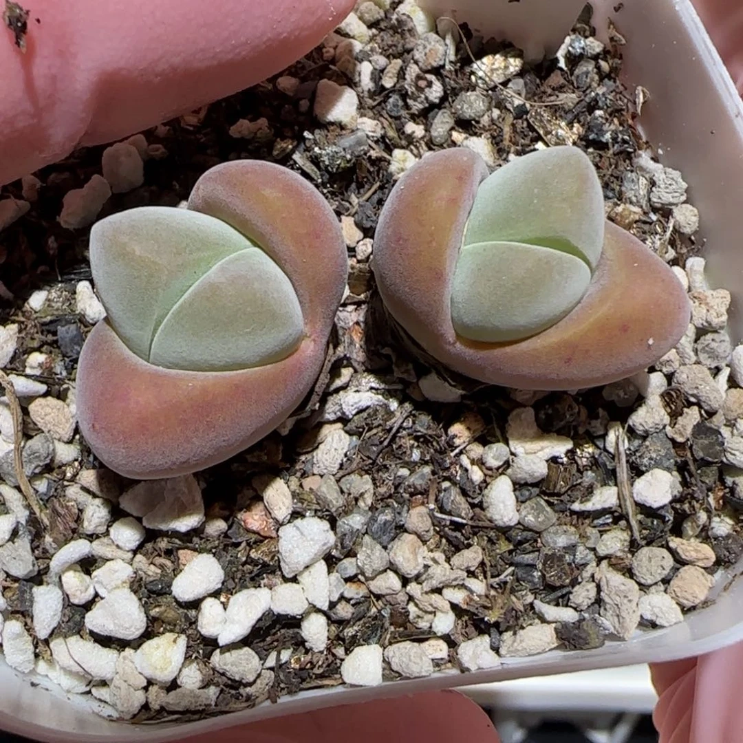 肉锥多肉植物百科-1142