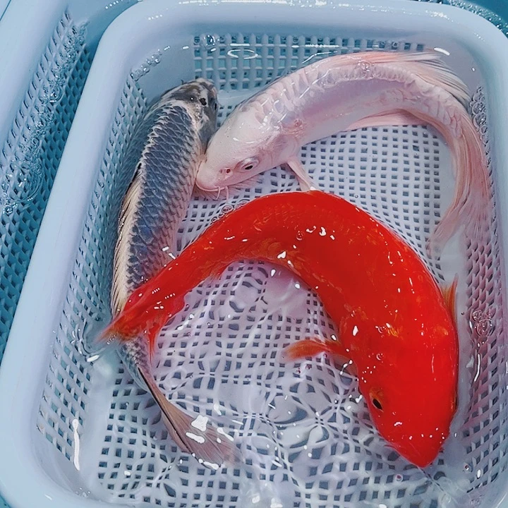 锦鲤锦鲤冷水鱼观赏105