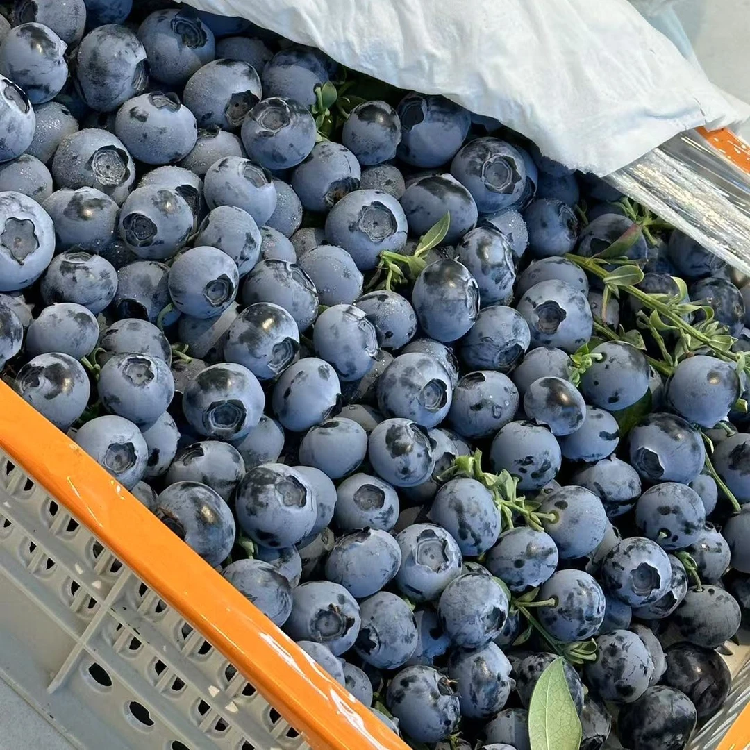 山东新鲜现采20mm—26mm超大果鲜蓝莓串莓2.5KG辽宁省
