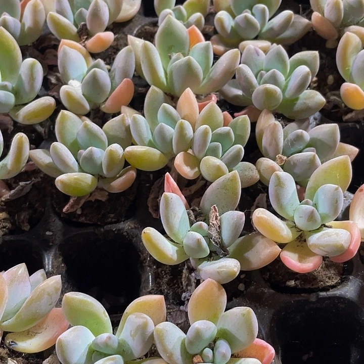 小奥普1元带土发