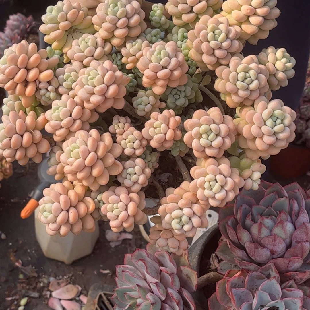 洛可可一颗一单包邮