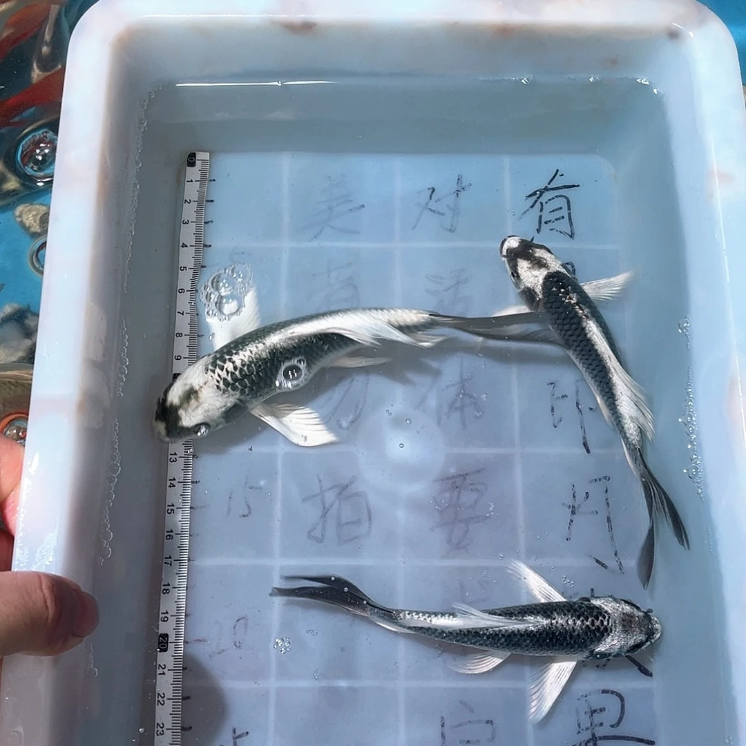 蝴蝶鲤渔场直发08