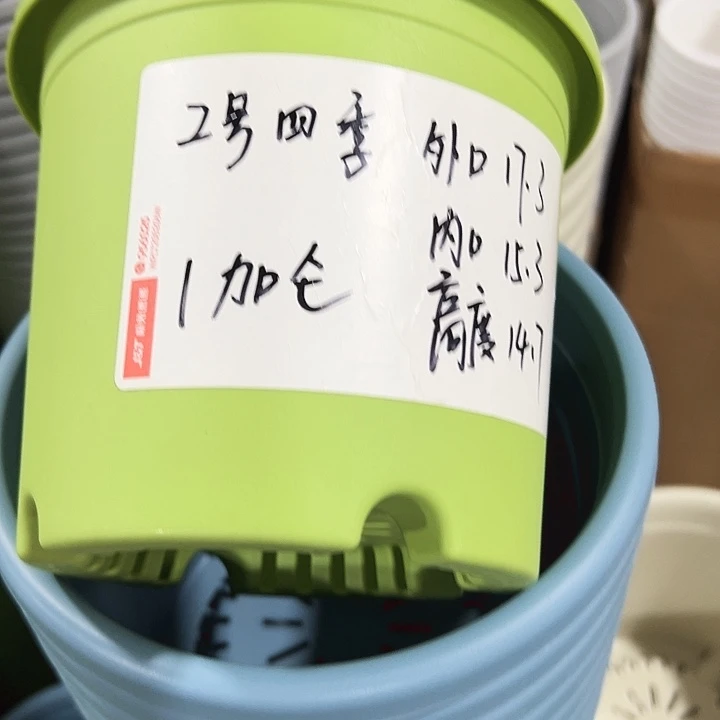 特价2号四季口17.3高14.7果绿无托10只