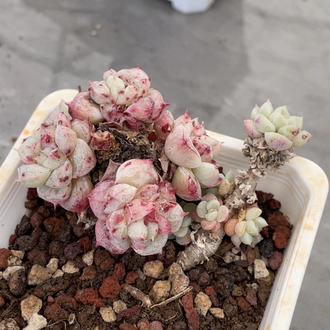 阿尔巴石化小脸群生